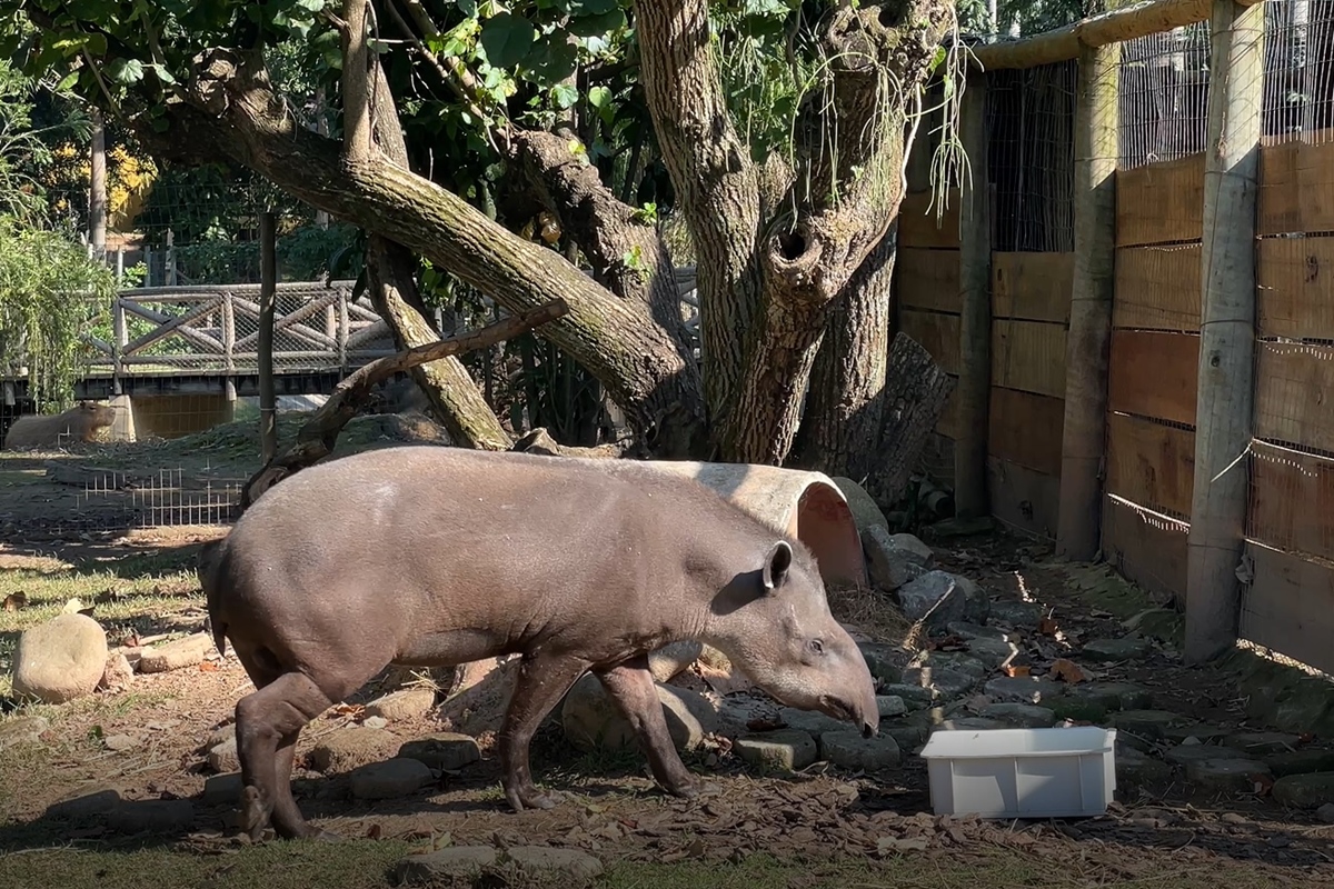 Imagem vinculada ao feed original: Zoo recebe anta de 15 anos; espécie está ameaçada de extinção