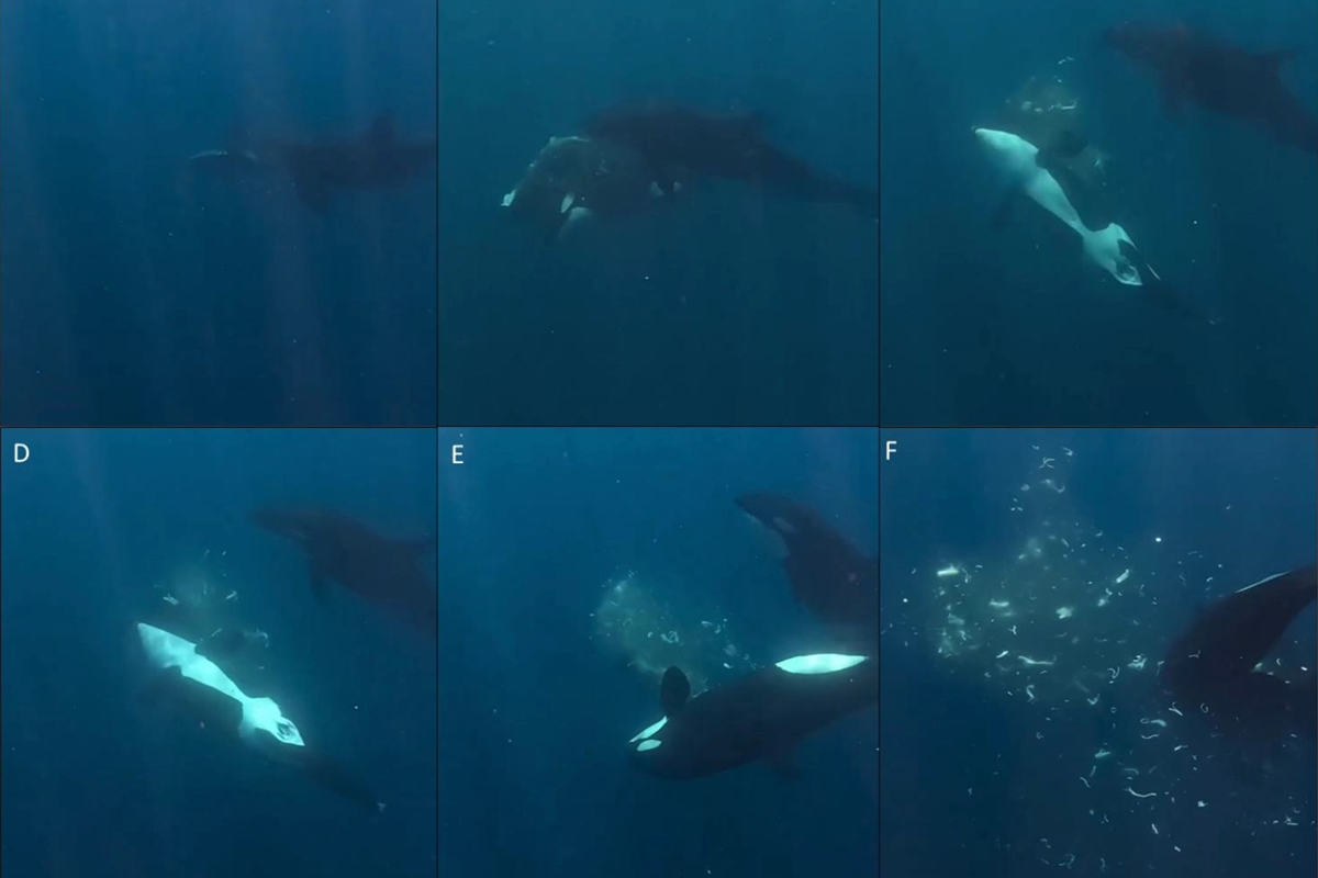 Durante a caça, orcas "brincam" com peixe-lua até animal explodir