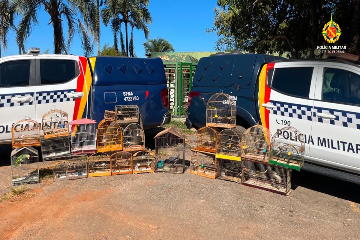 PMDF resgata 22 aves silvestres mantidas ilegalmente em cativeiro
