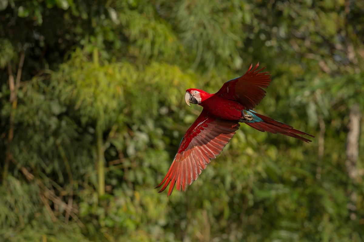 Iniciativa Colaborativa Fortalece o Conhecimento sobre a Biodiversidade Brasileira
