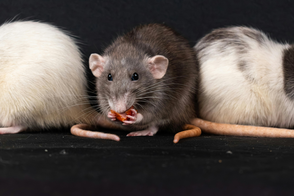 Biólogo ensina como afastar ratos de casa sem colocar pets em risco