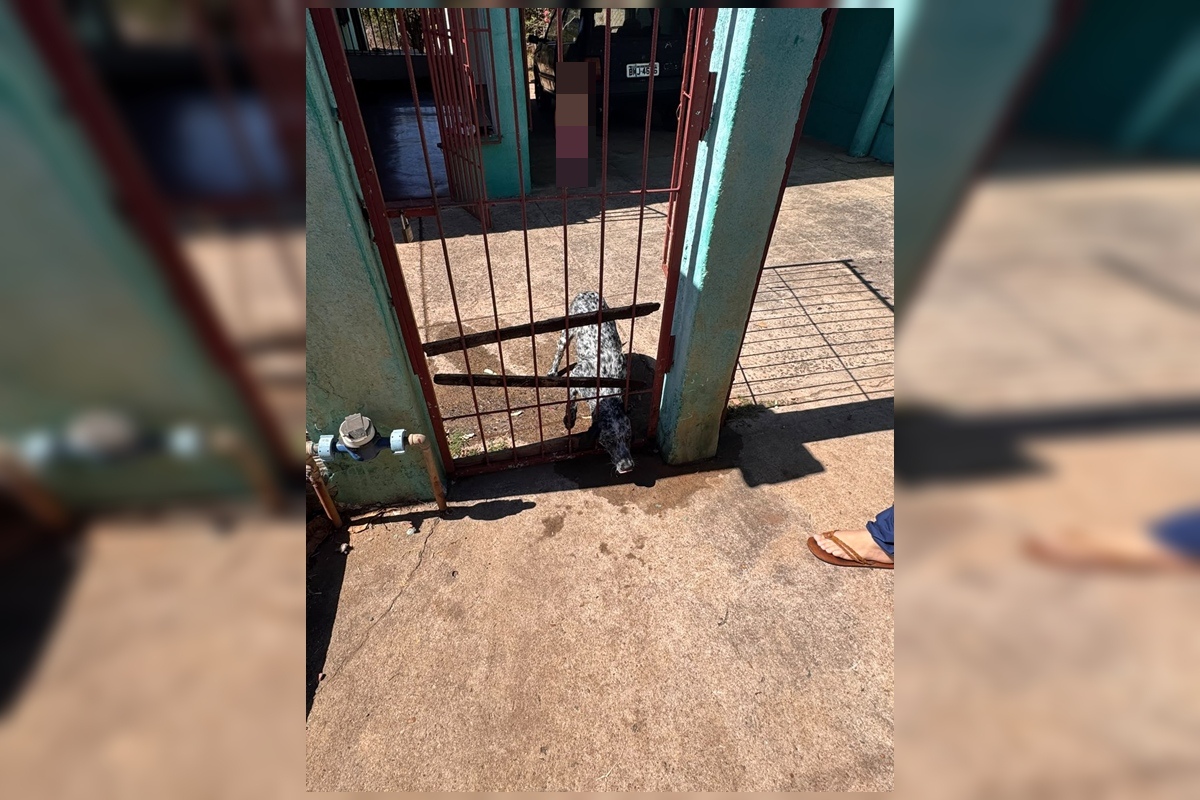 Cachorro é resgatado após ficar com cabeça presa em portão