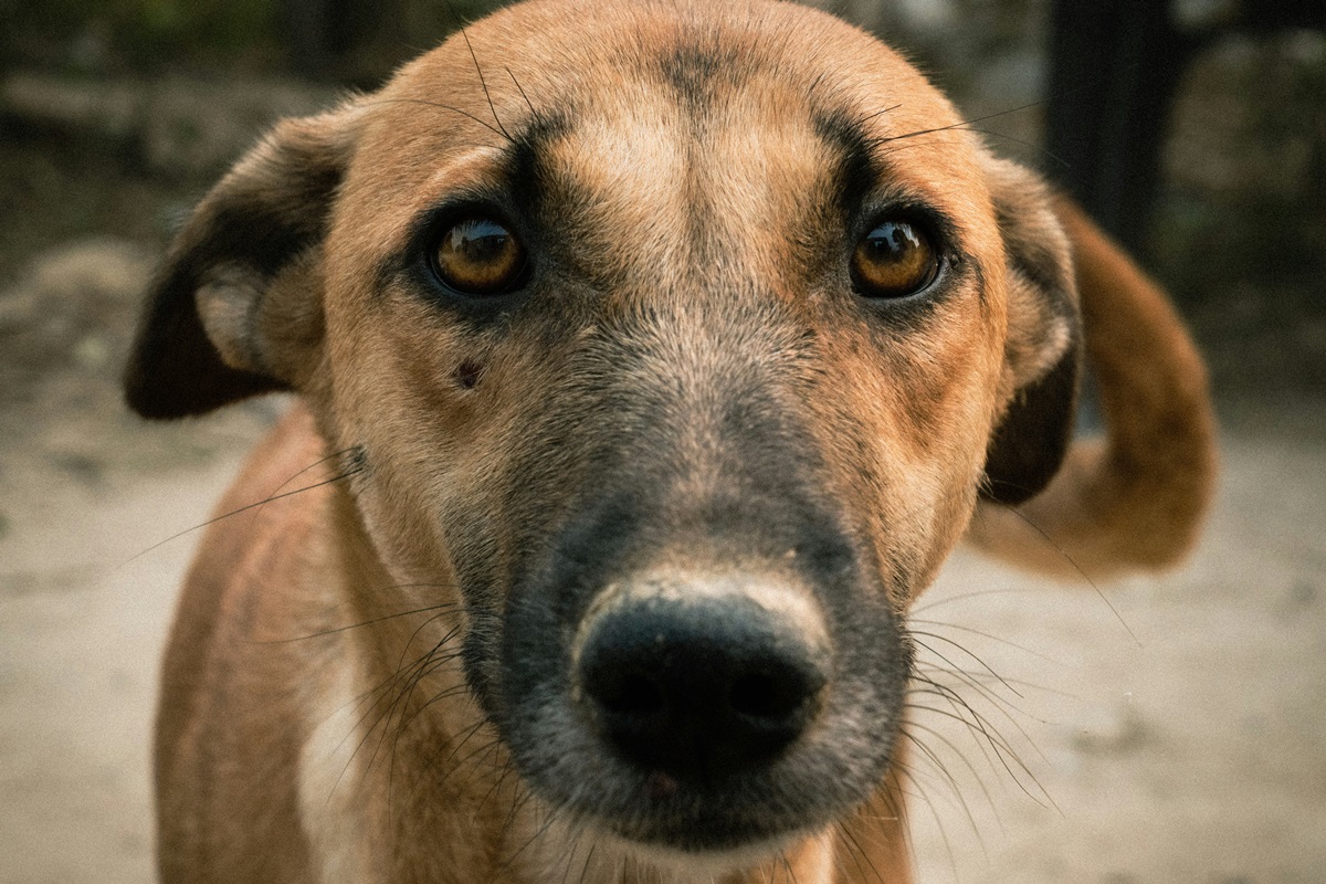 Cães aprendem padrão de comportamento para manipular os tutores