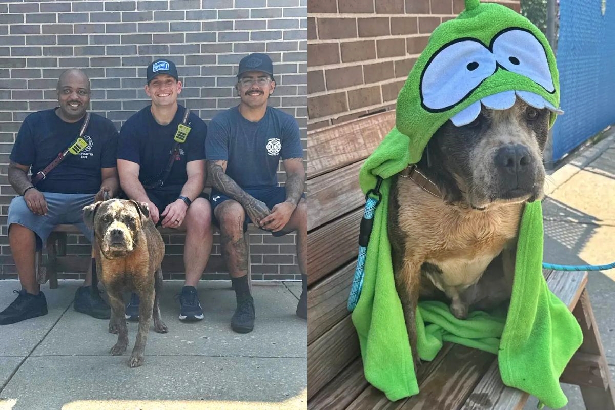 Fotos coloridas de cachorro com bombeiros e durante banho
