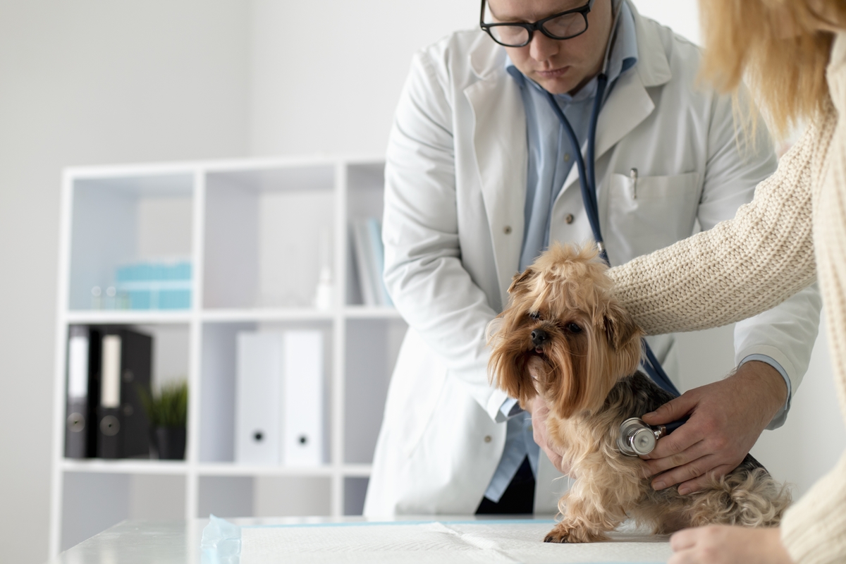 cachorro sendo avaliado em consultório veterinário