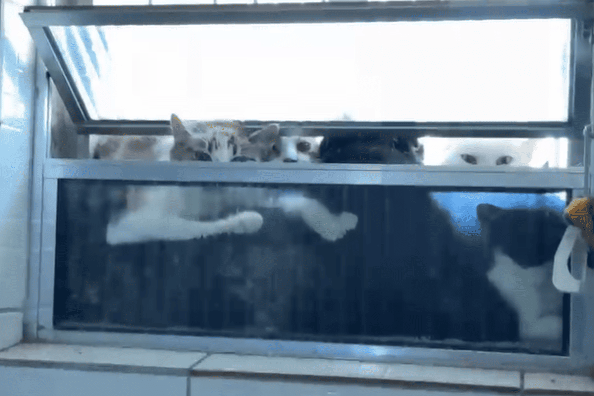 Gatos no freezer: dona de ONG é presa por suspeita de maus-tratos