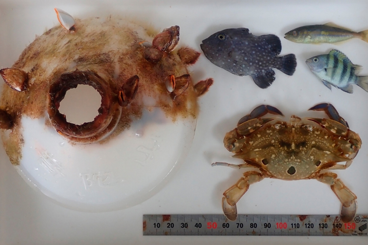 Foto colorida de caranguejo ao lado de garrafa plástica e peixes de pequeno porte - Metrópoles. 