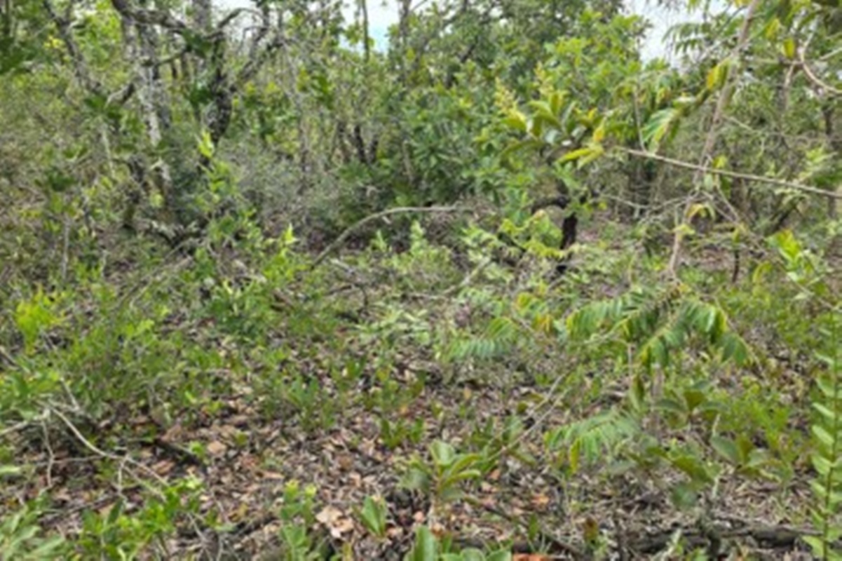 Sombra de árvores pode matar plantas rasteiras no Cerrado brasileiro