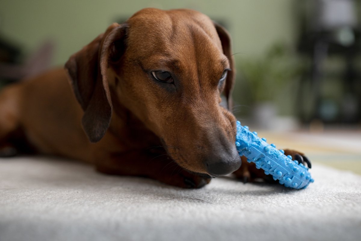 cachorro salsicha com mordedor azul