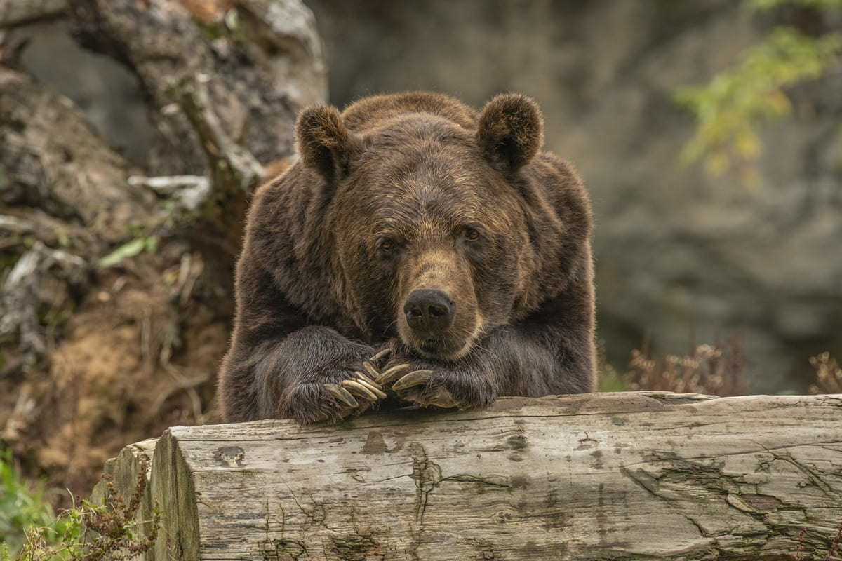 Urso-pardo em tronco