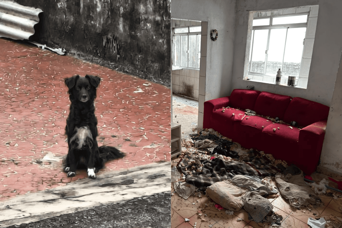 Cadela é resgatada após ser abandonada sem água e comida pela dona