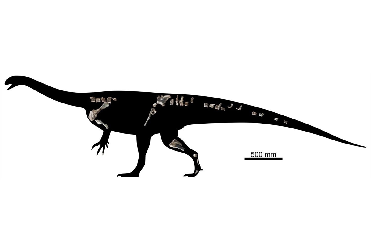 Fóssil achado na África revela dinossauro que tinha o peso de um porco