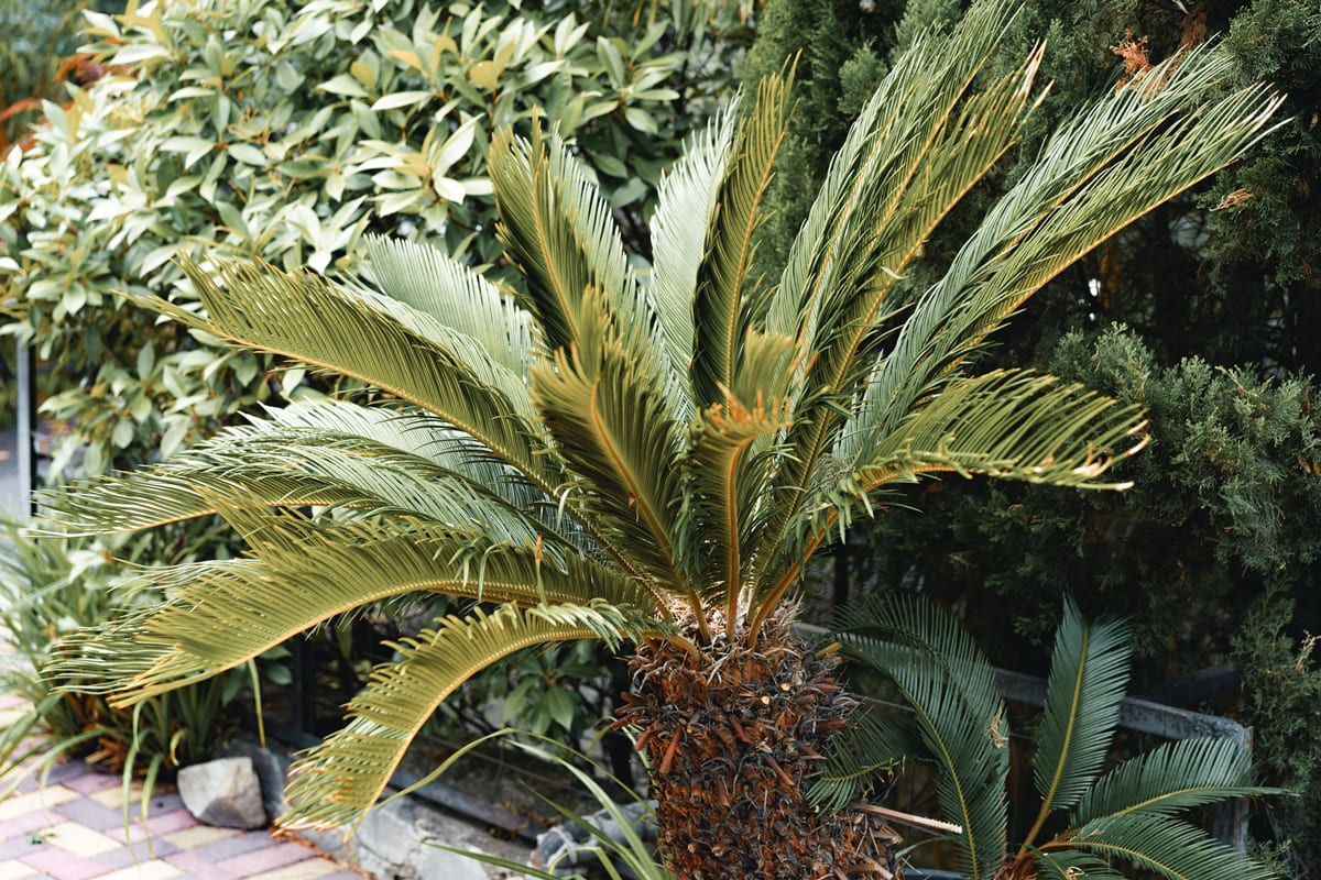 Planta venenosa para os animais