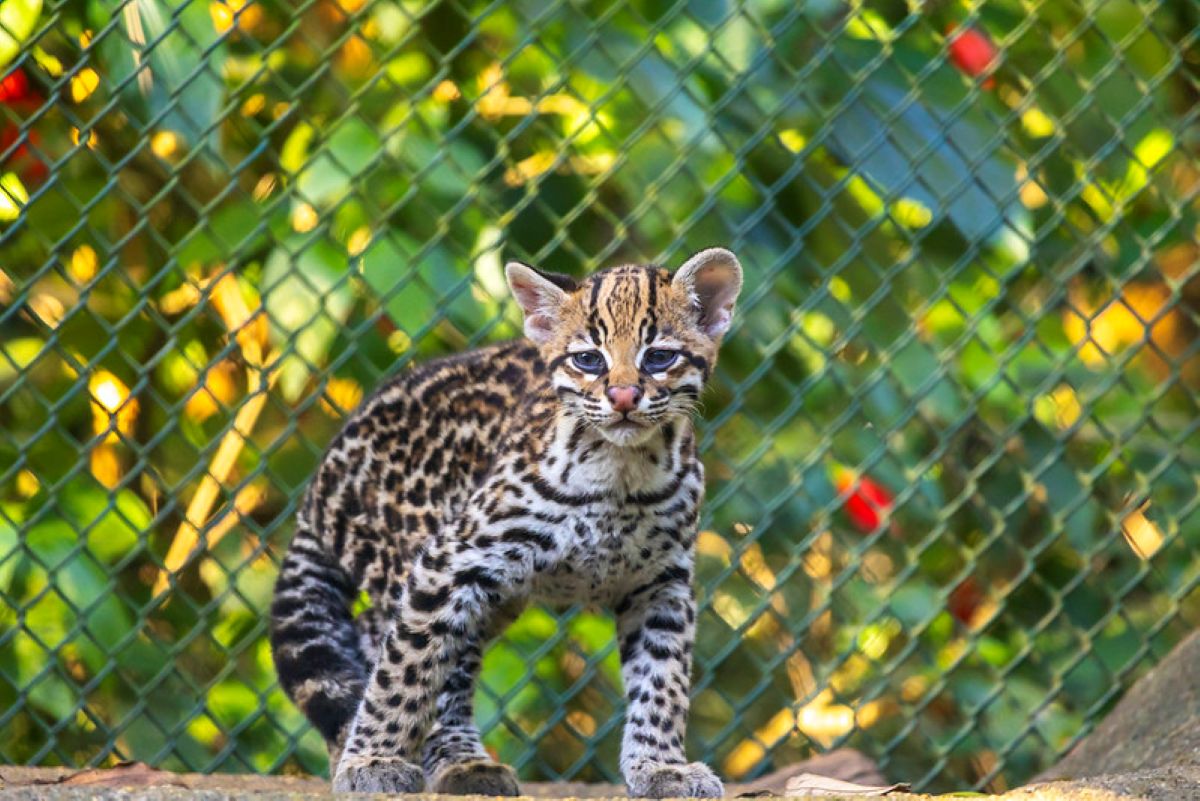 Filhote de Jaguatirica Nasce e Encanta Visitantes em Zoológico de SP
