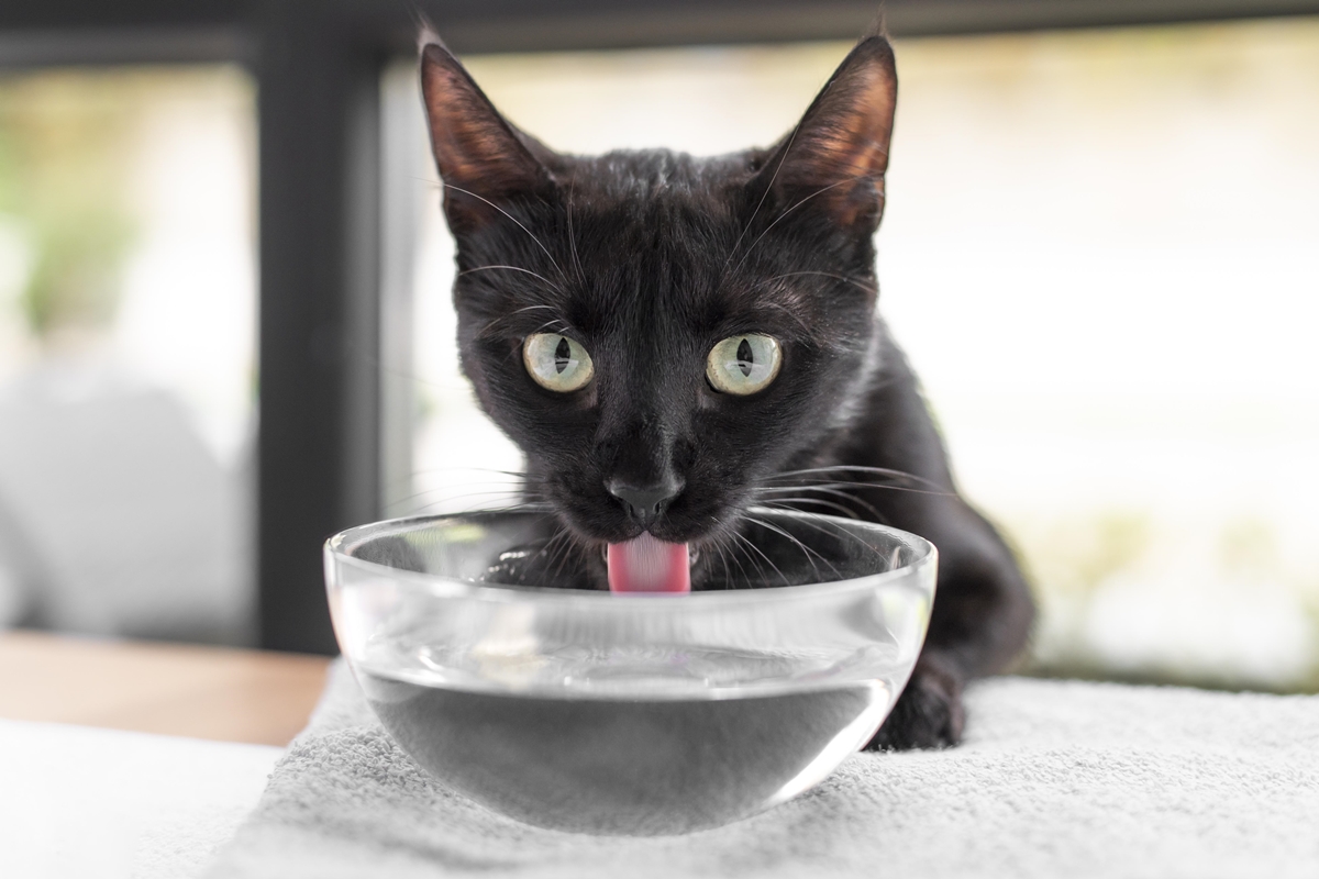 Imagem colorida de gato preto bebendo água em uma vasilha de vidro