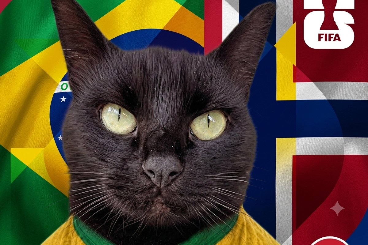 Gato vidente que acertou resultados da Copa faz previsão para Brasil x Noruega