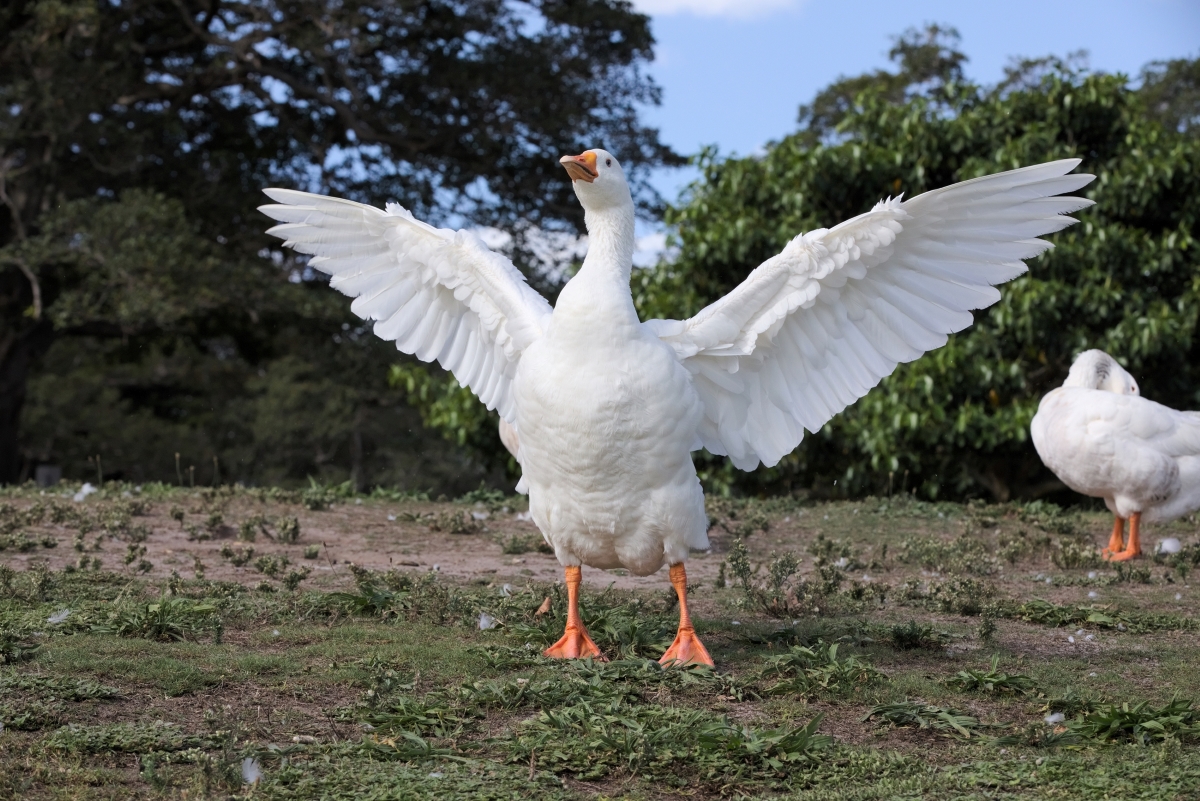 Imagem vinculada ao feed original: Maus-tratos a animais: por que o foie gras agora é proibido no Brasil