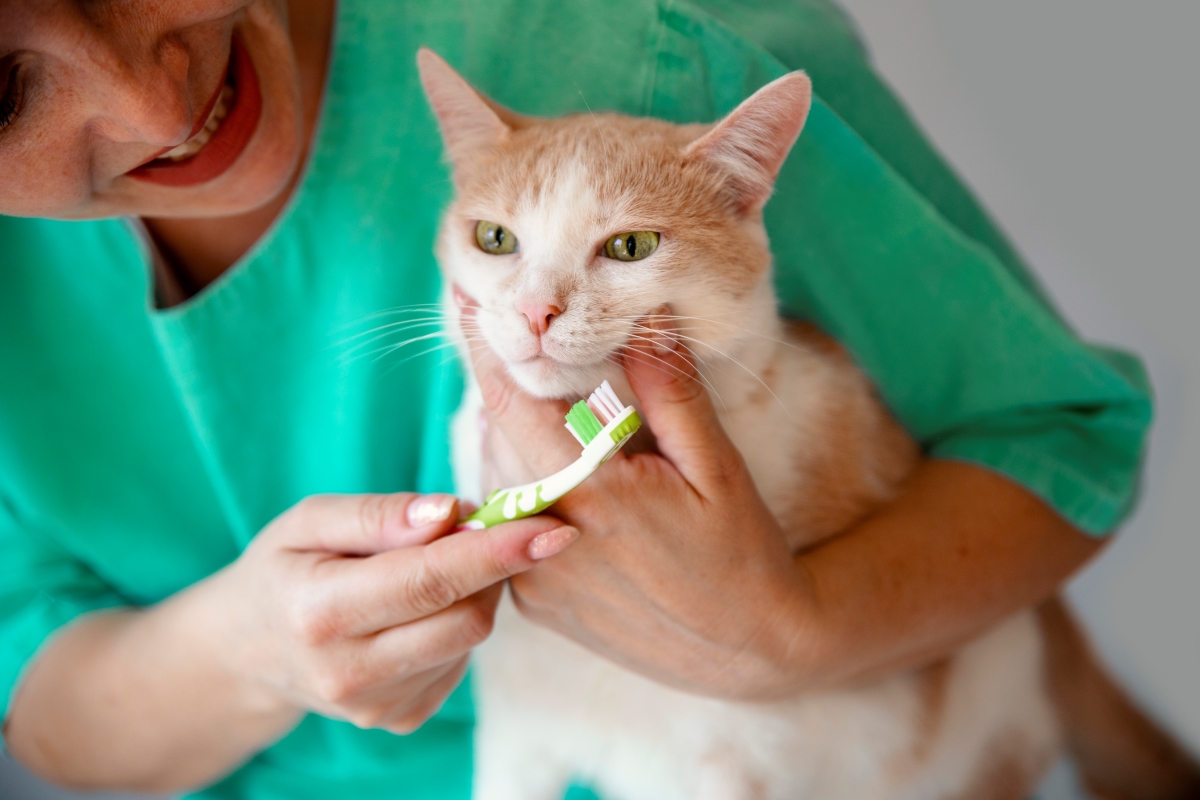 Escovação nos dentes dos gatos evita infecções e graves complicações