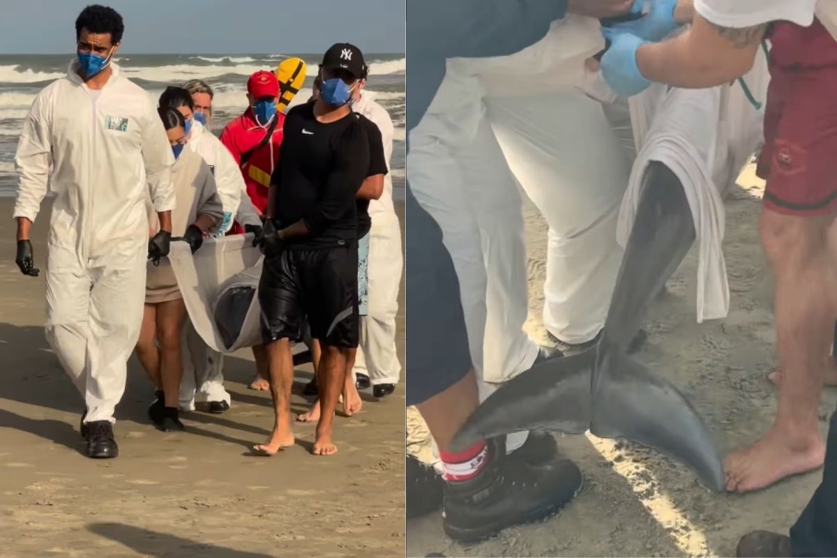 Golfinho debilitado é resgatado após aparecer na areia em Praia Grande