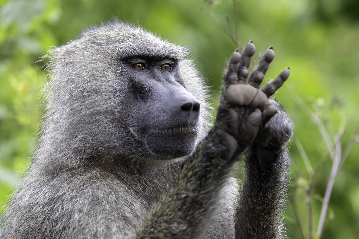 Macacos têm nível de habilidade geométrica semelhante ao de crianças