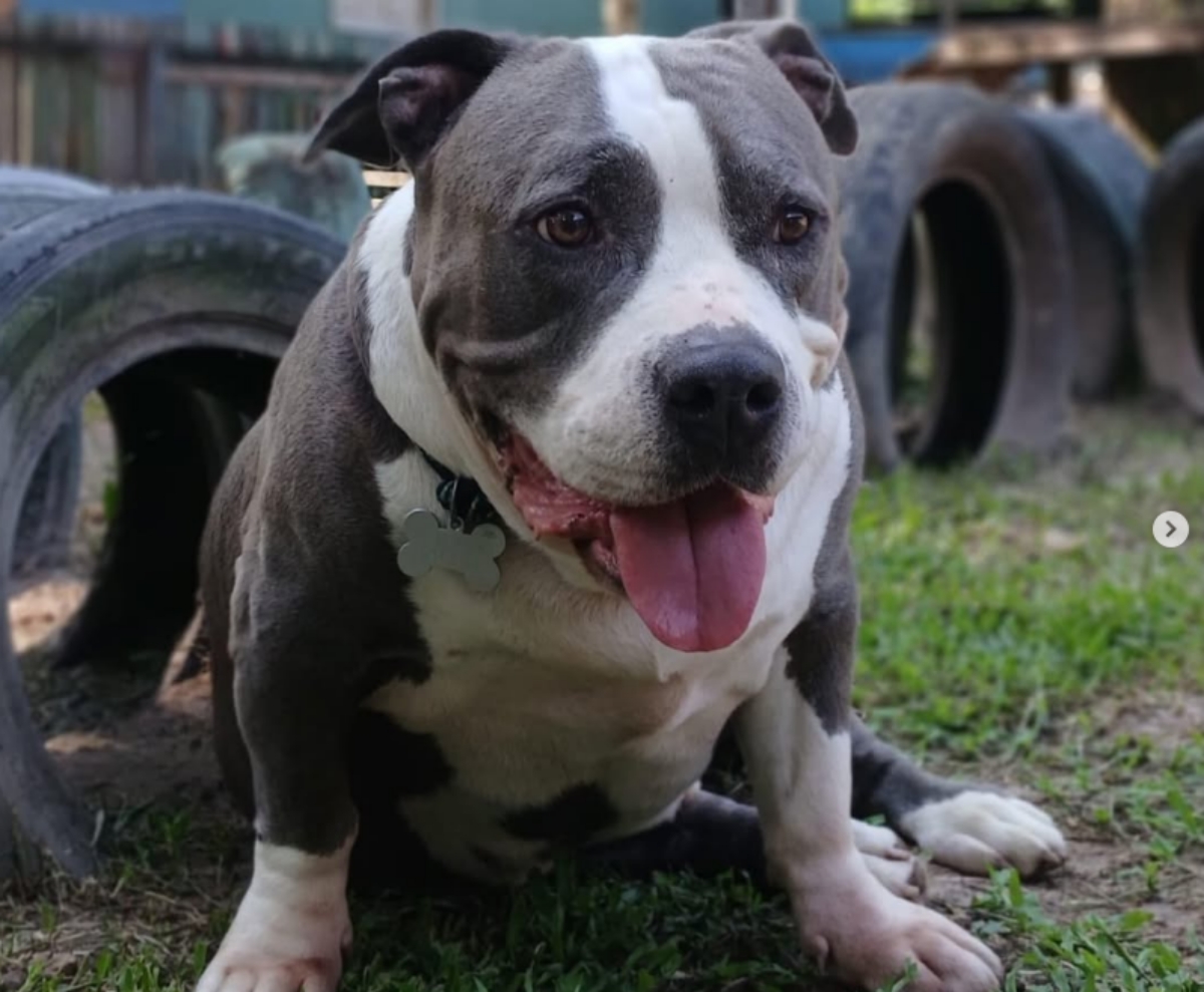 Tutora "cancela" balada por cachorro e encontra a mãe mimando o pet