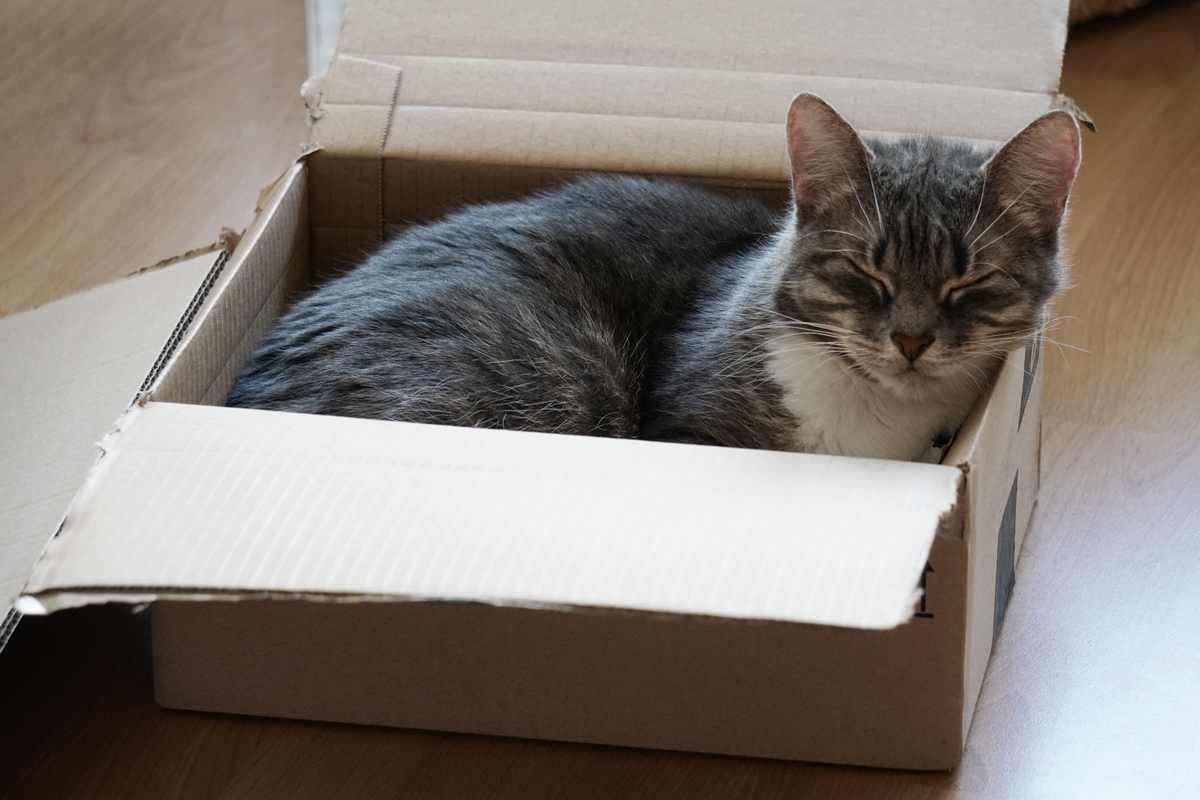 Gatos amam brincar com caixas e até barbante, mas veterinária faz alerta
