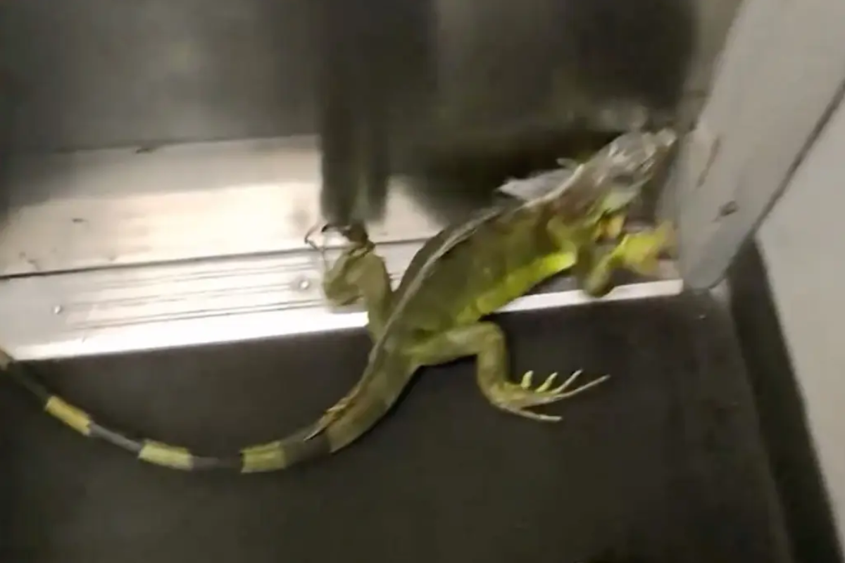 A iguana assustou os funcionários da empresa