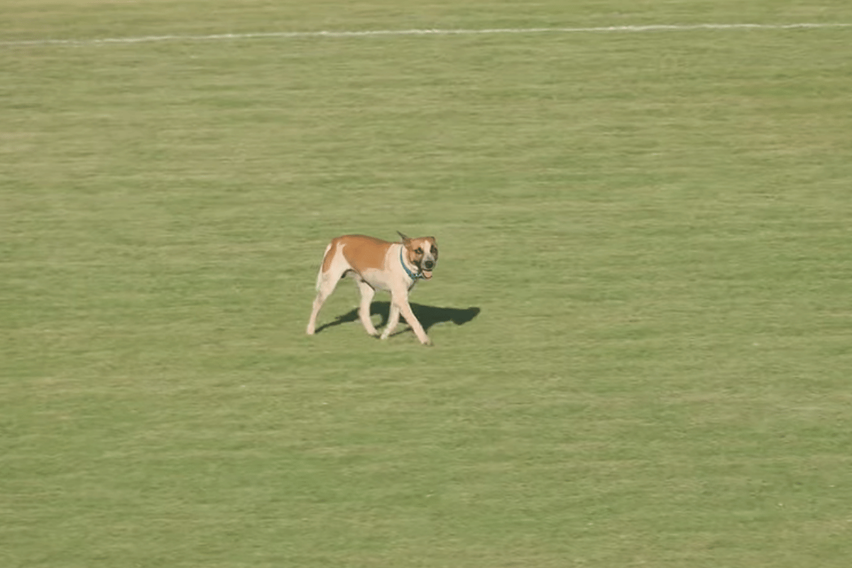 Imagem vinculada ao feed original: Série D ZeroUm: cachorro invade campo em Iguatu-CE x Nacional-AM