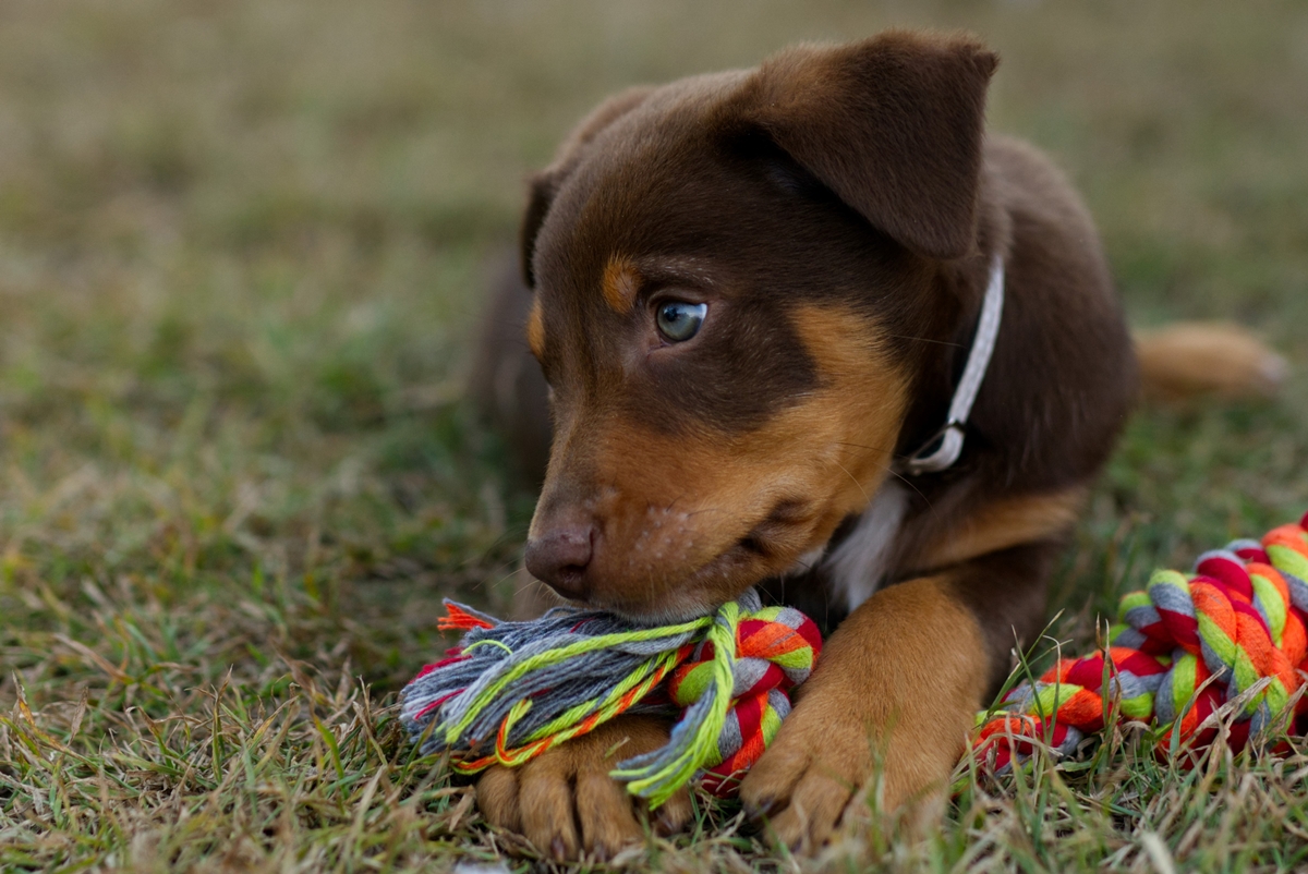 Filhote de cachorro com brinquedo