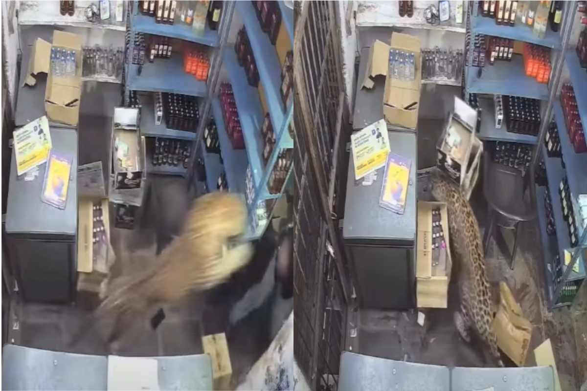 Leopardo é resgatado após fugir e invadir loja de vinhos na Índia