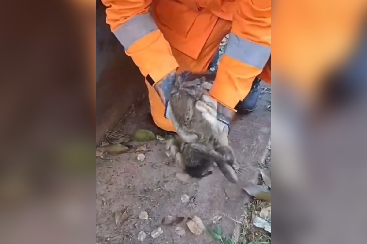 MG: filhote de mico eletrocutado é salvo e levado ao Samu para pets