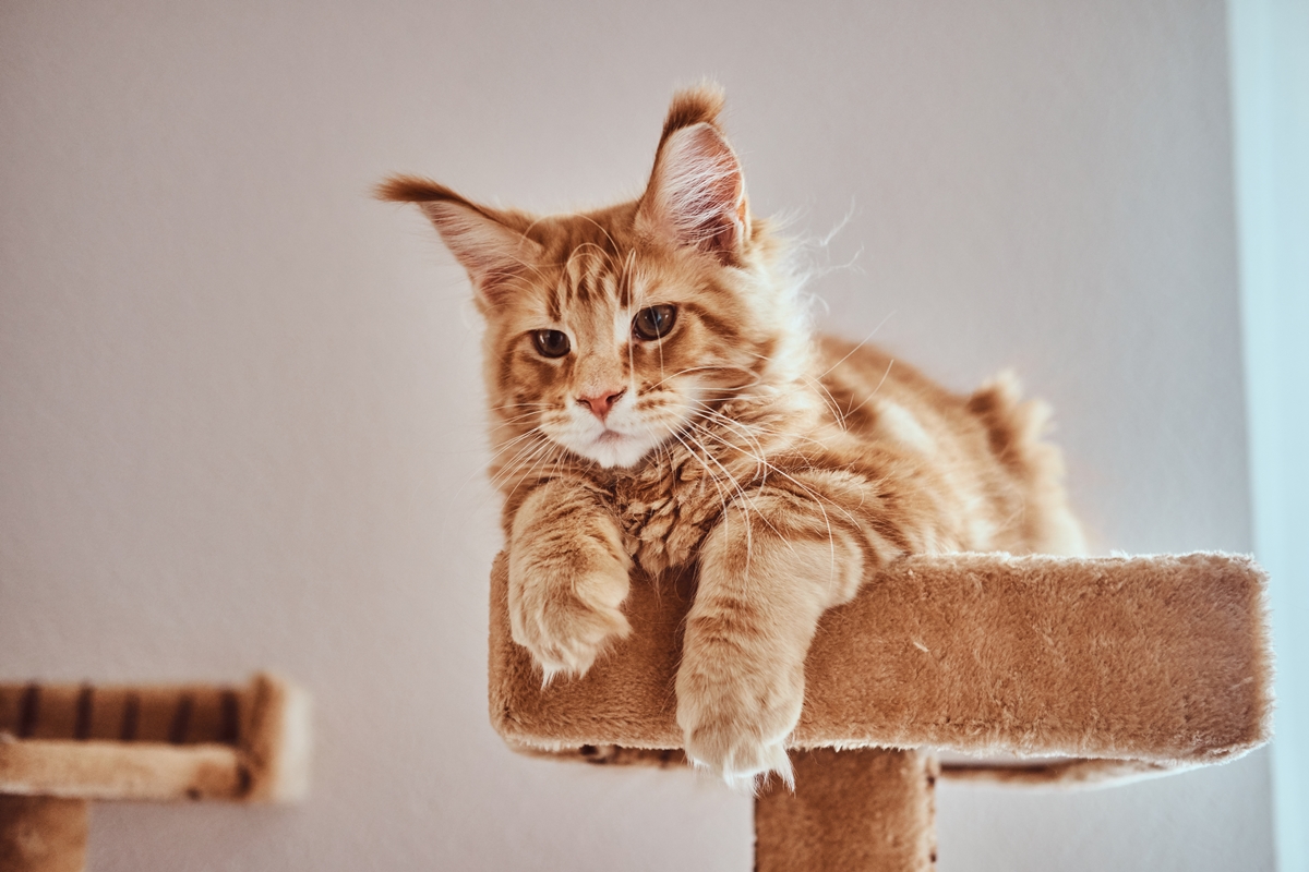 Maine Coon em prateleira
