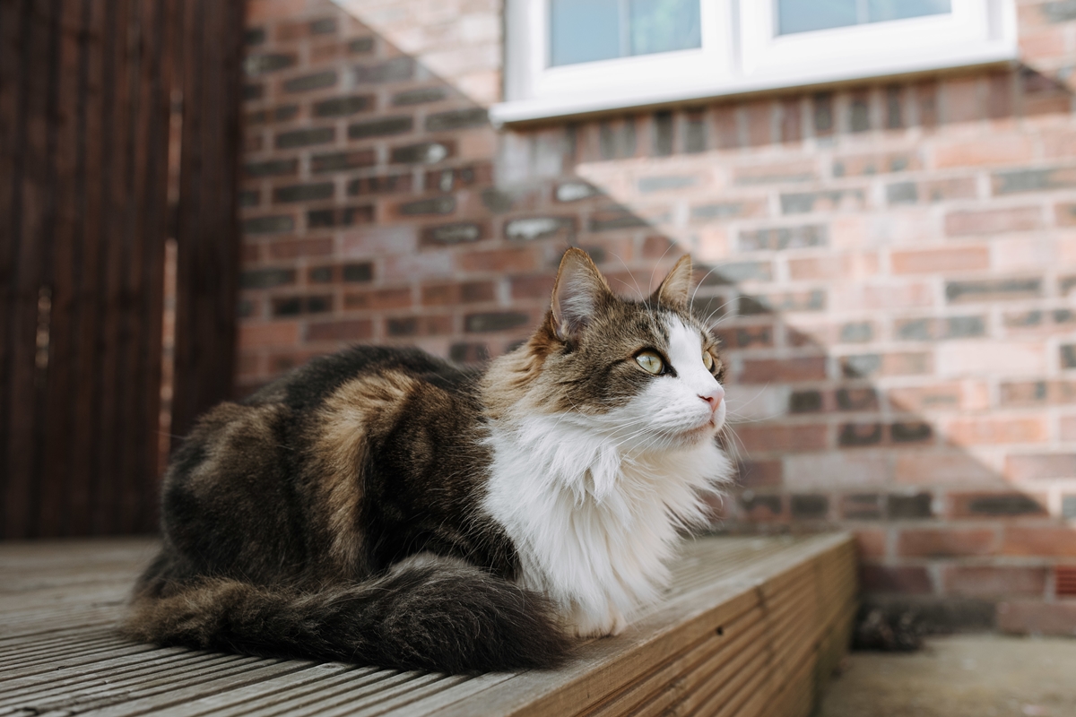 Imagem colorida de Maine Coon