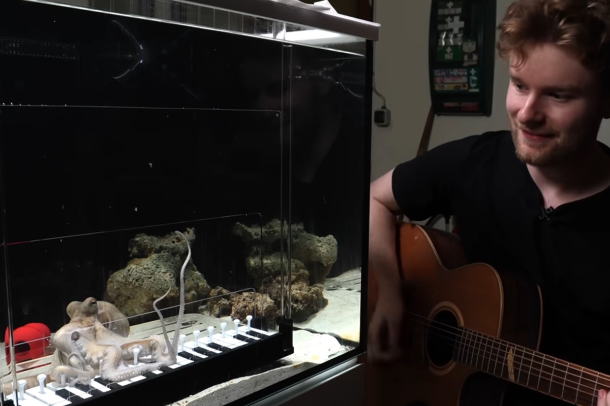 Jovem compra polvo vivo em mercado e ensina animal a tocar piano