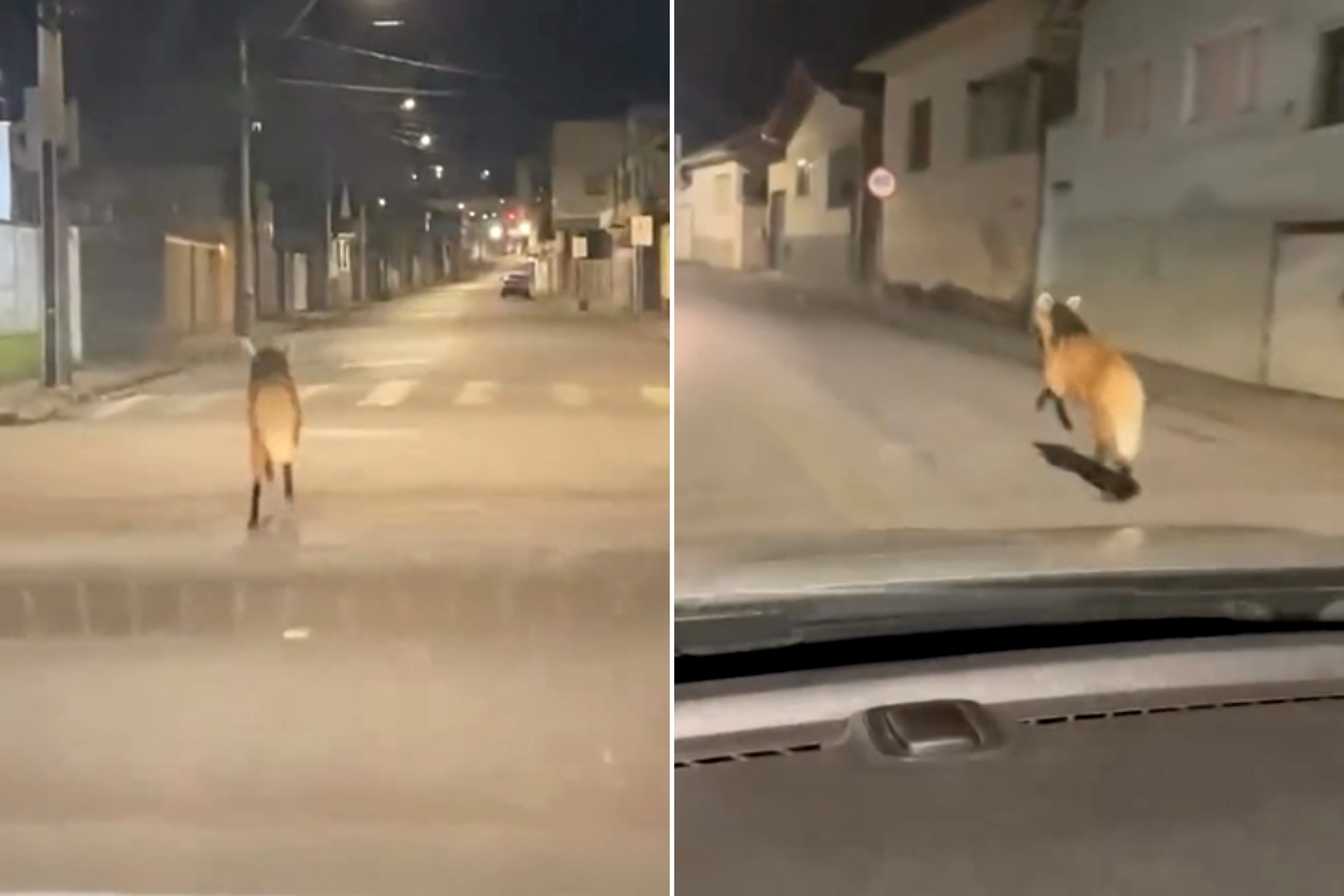 Imagem vinculada ao feed original: Lobo-guará corre pela cidade, é resgatado e devolvido à natureza em MG