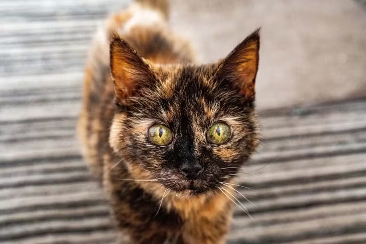 Foto colorida de gata Millie