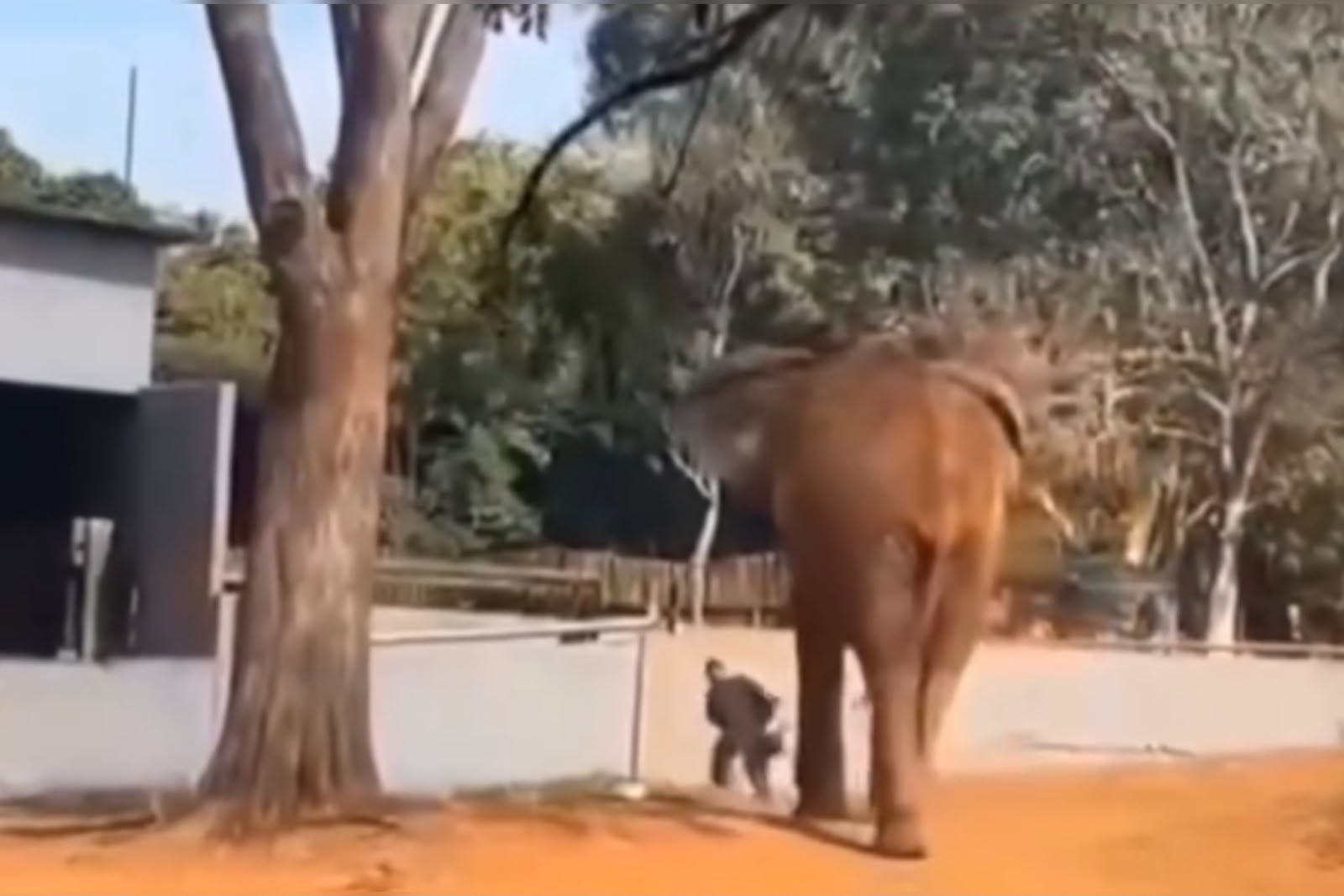 Vigilante evita tragédia ao salvar mulher de elefante em zoo