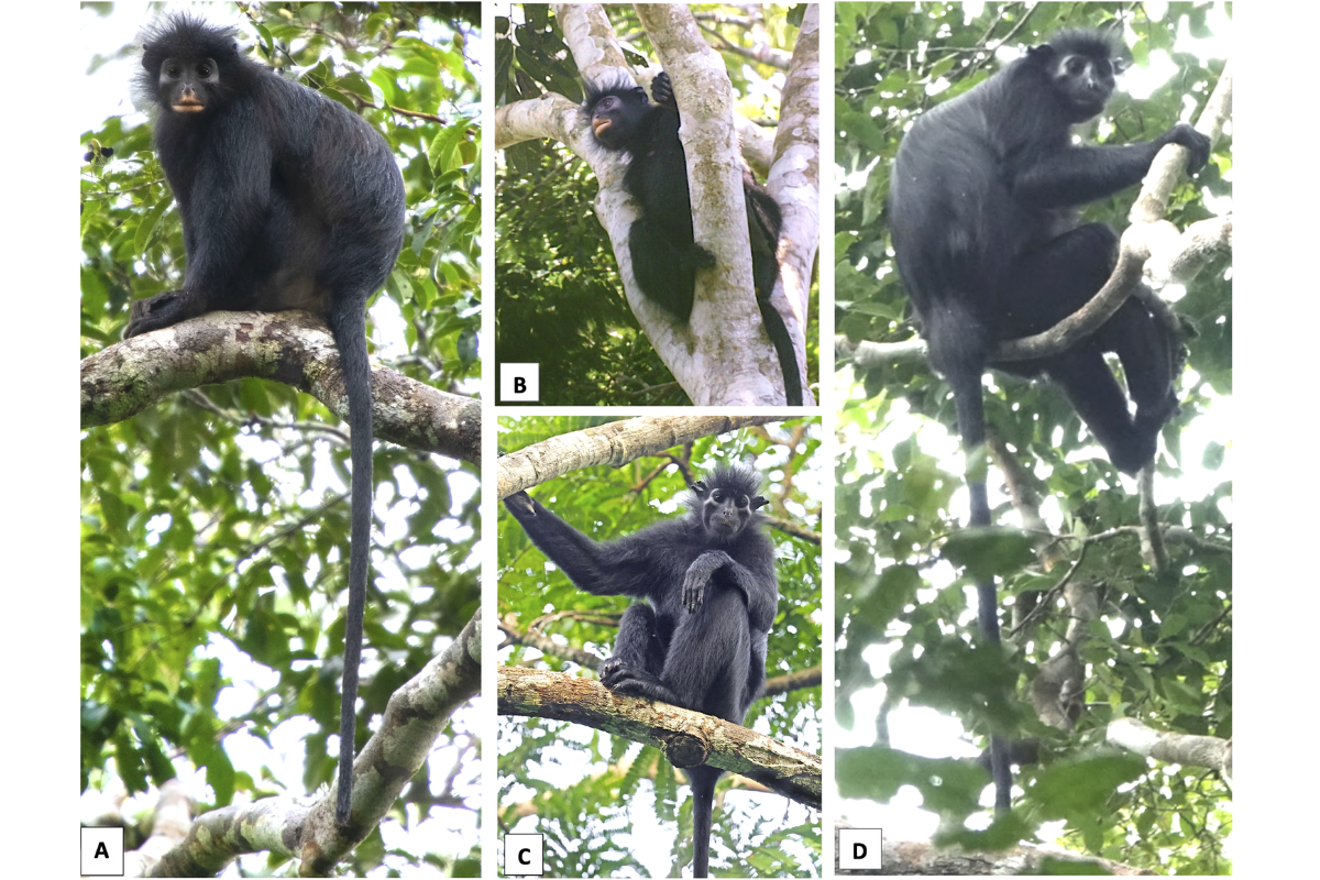 Nova espécie de macaco é descoberta no Congo; conheça o Likweli