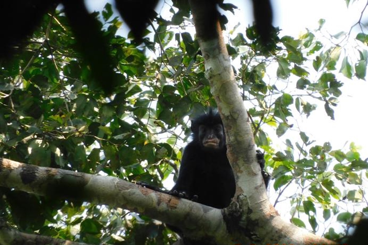 Imagem colorida de macaco congôles - Metrópoles