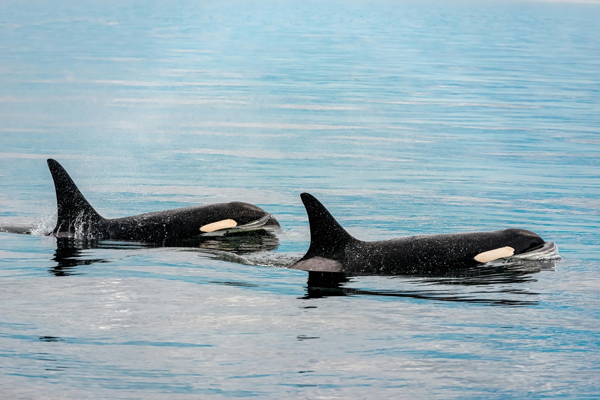 Orcas caçadoras de tubarão-branco têm medo de golfinhos pequenos - QTU Questões do Universo