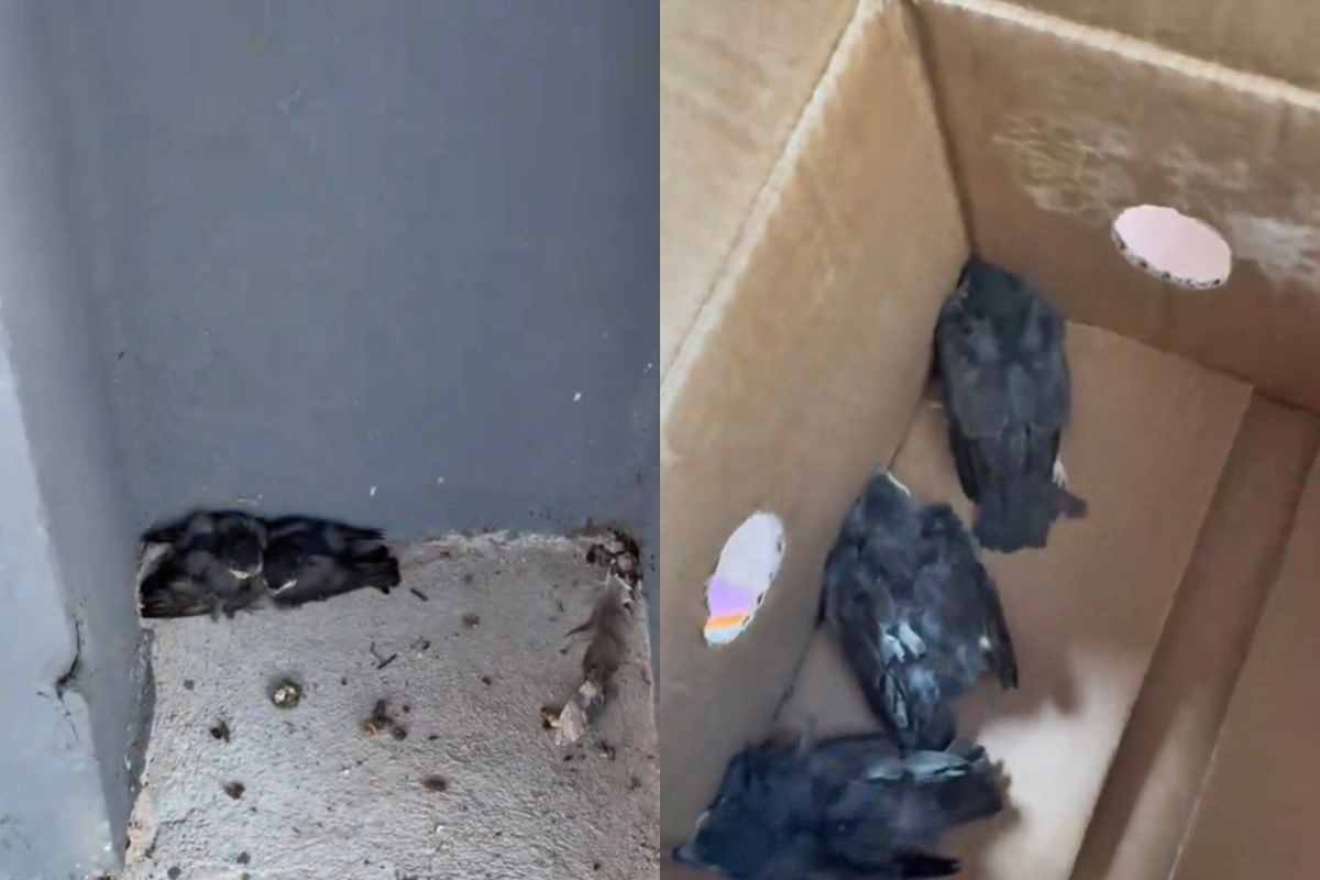 Biomédica se torna heroína ao resgatar aves em shopping