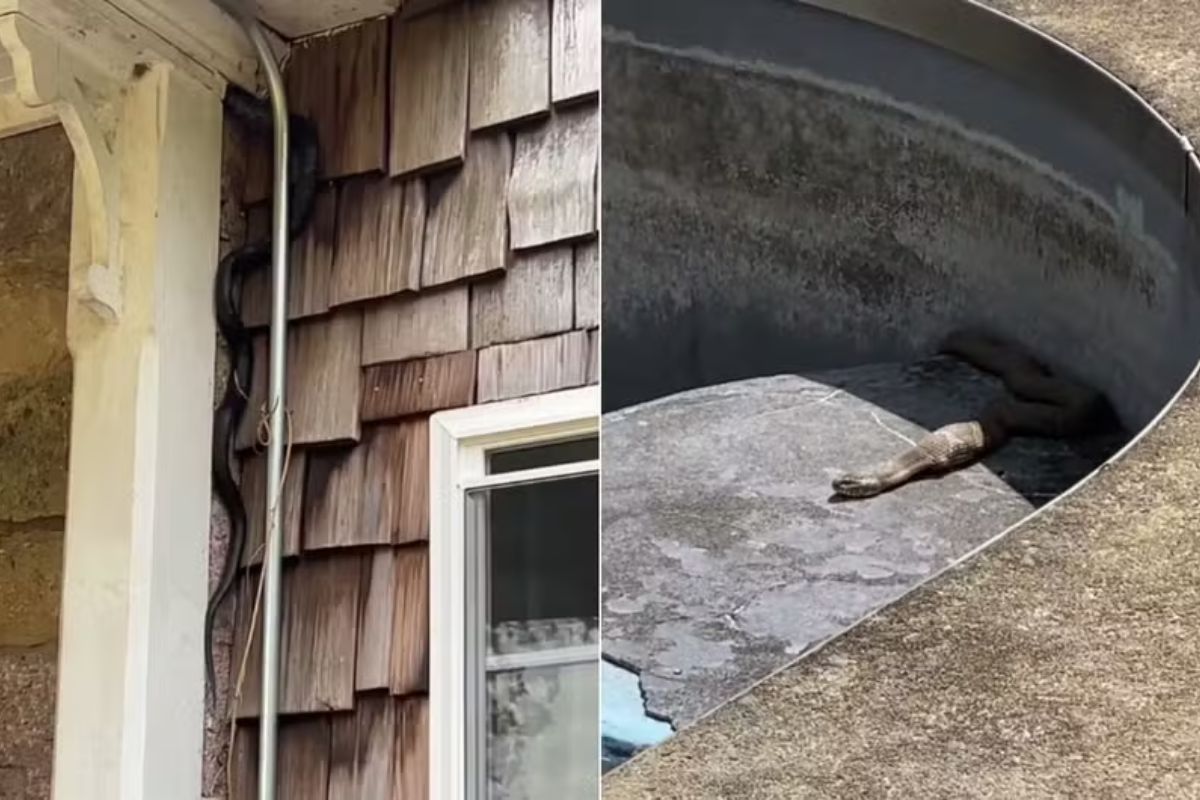 Imagem vinculada ao feed original: Casal compra casa histórica e descobre infestação de cobras