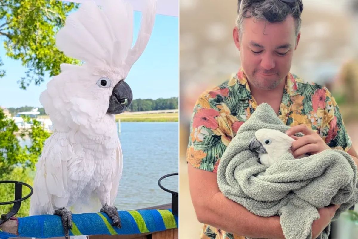 Cacatua cega e negligenciada vence prêmio inédito de terapia