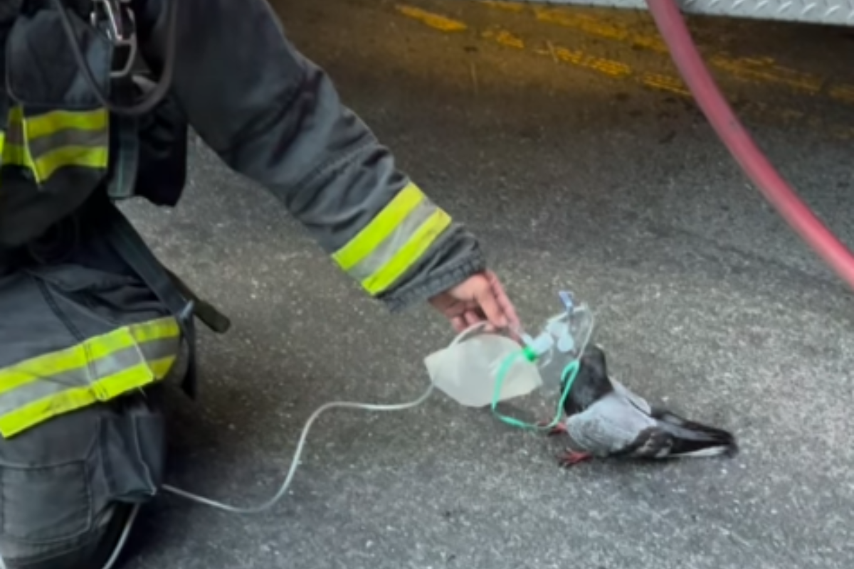 Pombo recebe máscara de oxigênio após ser resgatado de incêndio