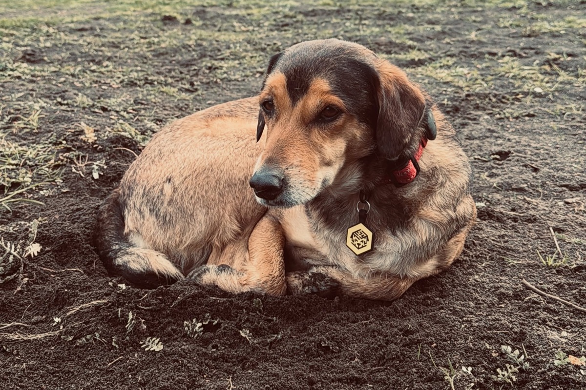 Cão Poze: tudo o que se sabe sobre a morte do animal na Argentina