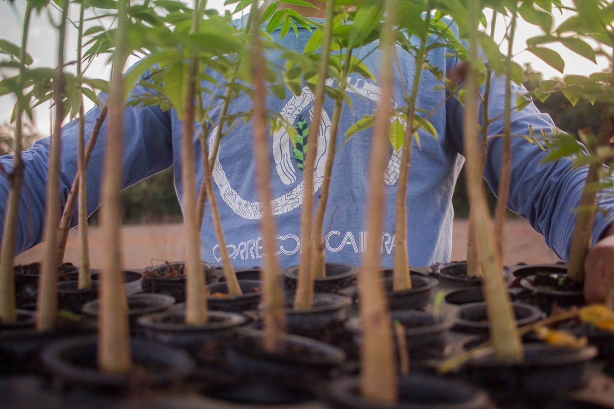 Imagem colorida mostra mudas de plantas - Metrópoles