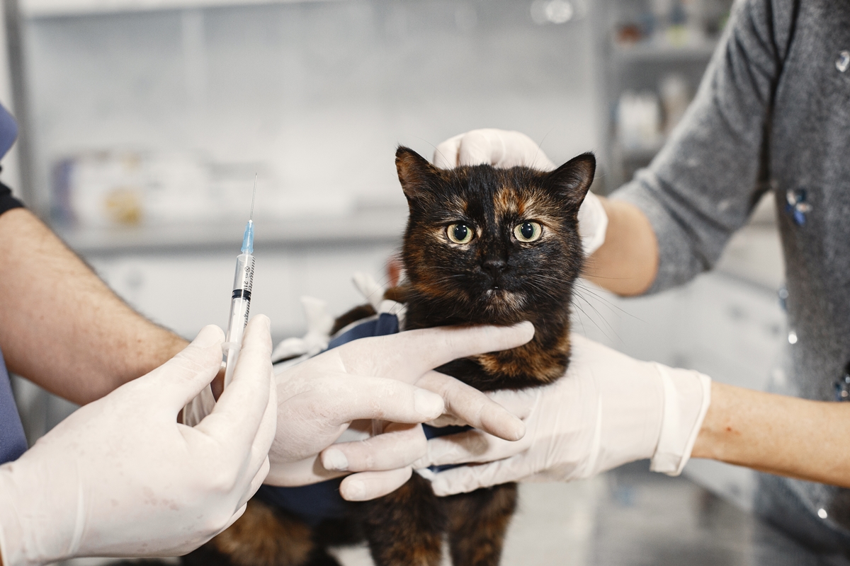 Injeção Anti-Cio em Pets: Riscos Graves e Pouco Conhecidos
