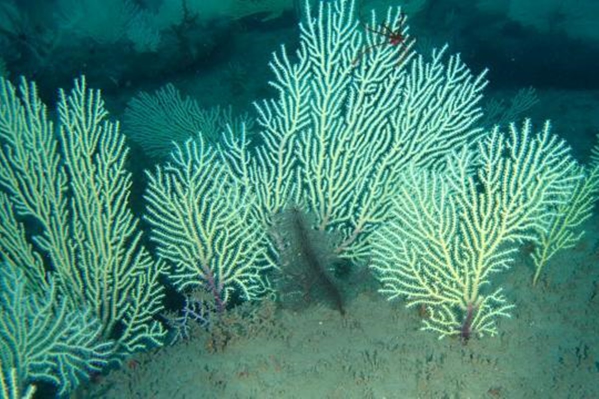 Recifes de coral considerados mortos são encontrados em boas condições