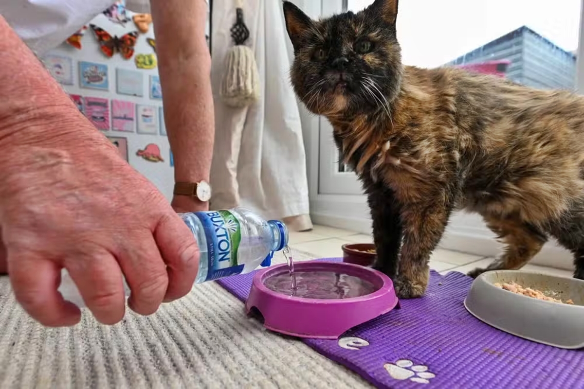 Foto colorida de tutor servindo água para gata