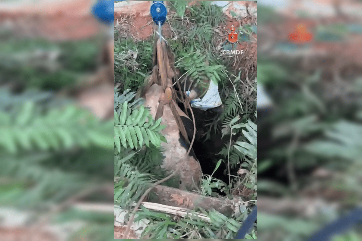 Imagem vinculada ao feed original: Vaca cai em cisterna e bombeiros montam força-tarefa em chácara do DF